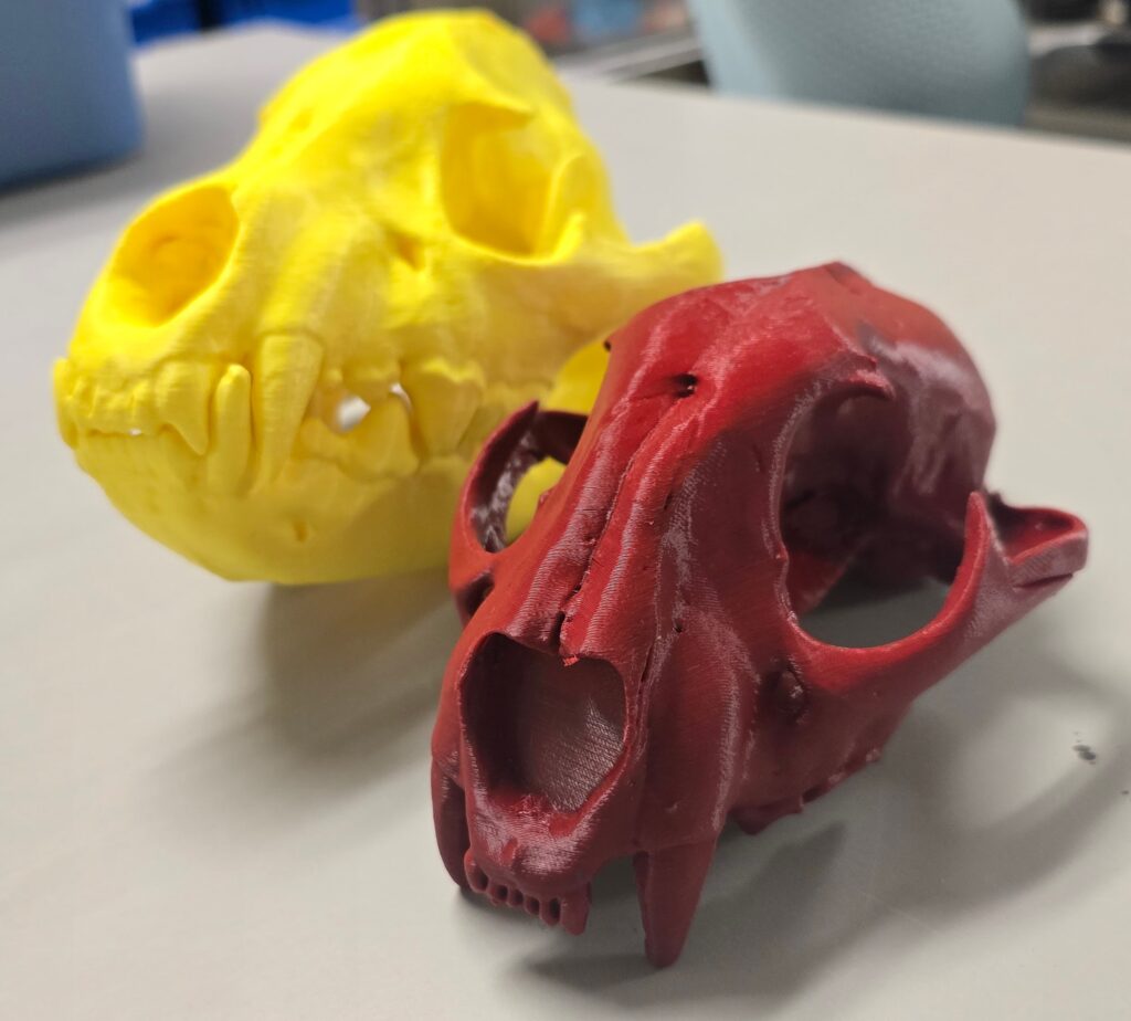 Two 3D-printed animal skull models rest on a light-colored table. The model in the foreground is a smaller, dark red skull with sharp teeth and prominent eye sockets, resembling a feline predator like a cougar. Behind it is a larger, bright yellow skull with rounder features and visible front teeth. The models appear to be made of plastic filament and are used for educational or display purposes. A blue container and a mesh office chair are slightly out of focus in the background